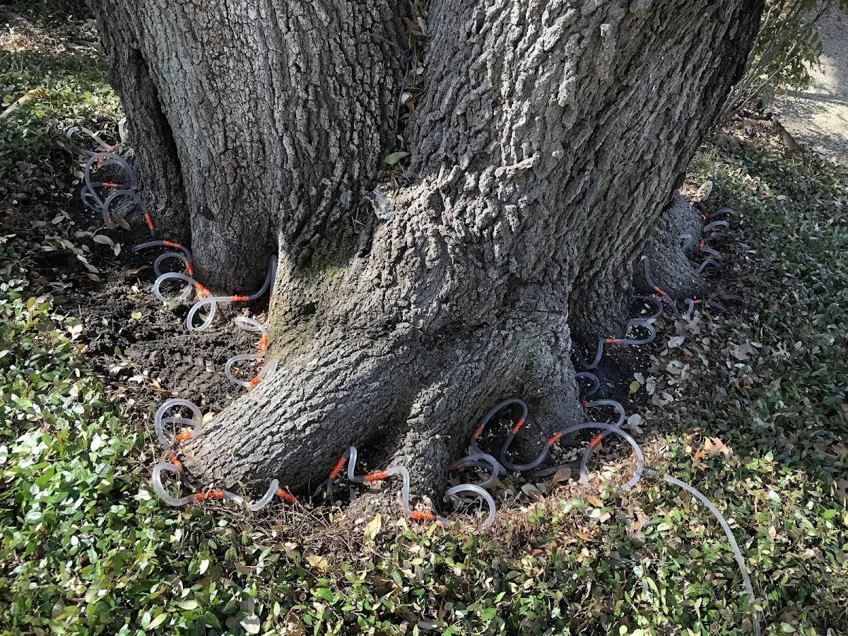 Detailed Tree Cabling and Bracing job site in White Earth