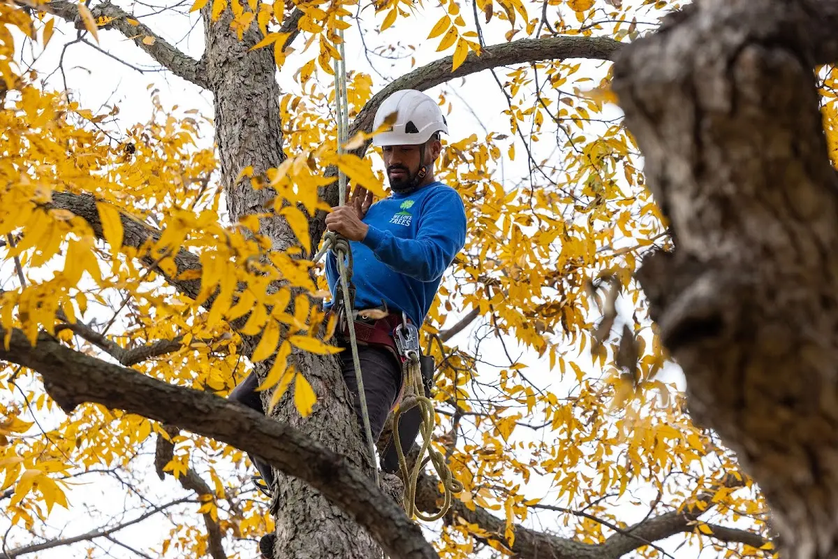 Skilled Dead Tree Removal crew working in White Earth